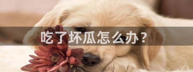 51吃瓜今日吃瓜必吃莫里秀:吃了坏瓜怎么办?